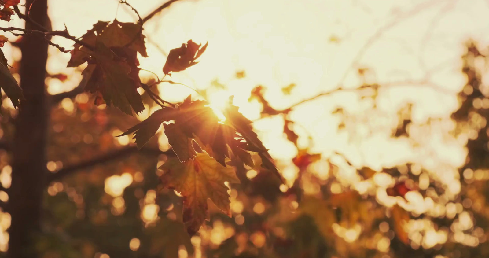 Berwin Homepage Banner Video für Herbst- und Winterkollektion 2026/2027